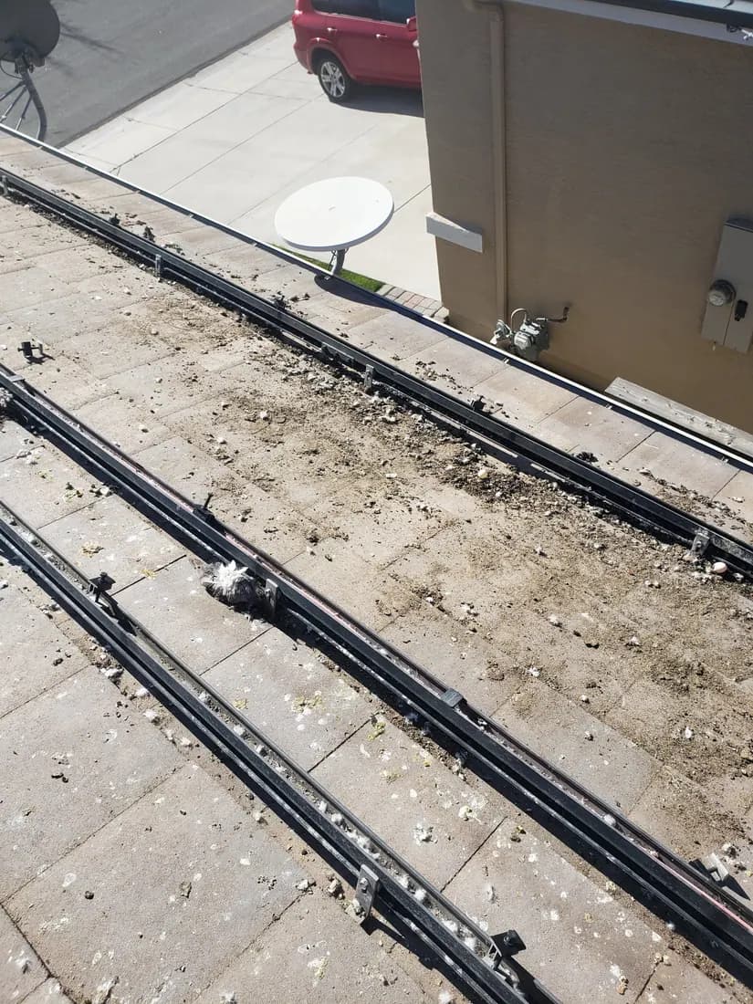 Real solar panel pigeon cleanup project photo in Las Vegas